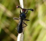 Stalk-eye fly
